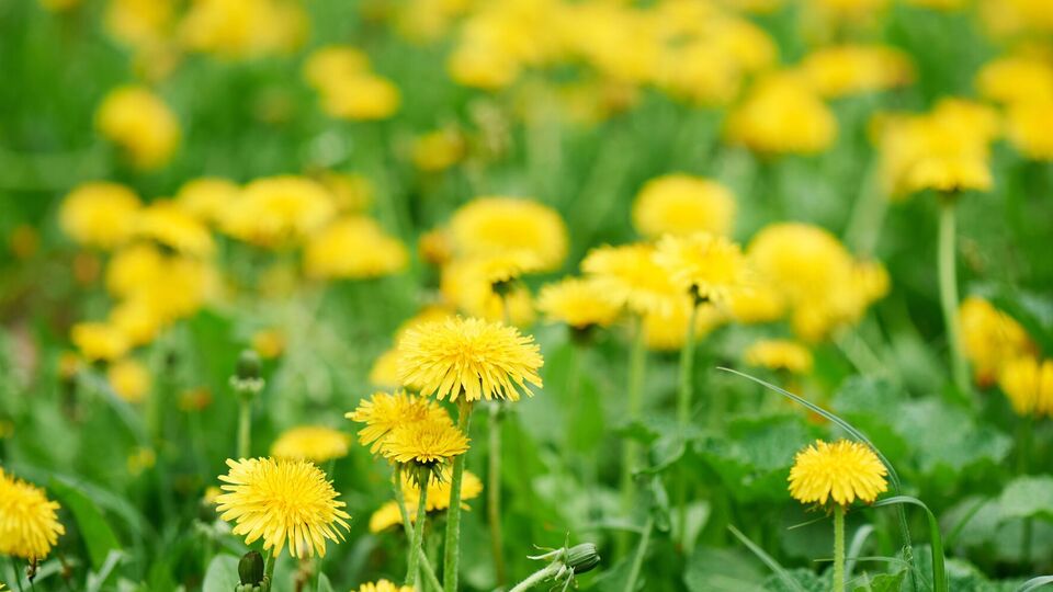 Для домашнего вина из одуванчиков используют только цветы