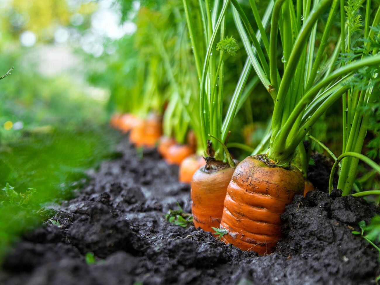 Морковь лучше прорастает в теплой почве