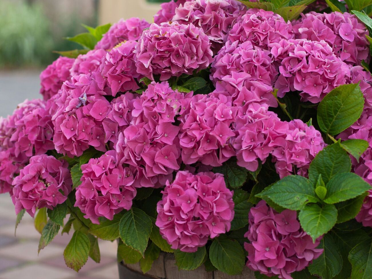 За время вегетационного периода подкормку кефиром нужно провести два или три раза