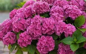 За время вегетационного периода подкормку кефиром нужно провести два или три раза