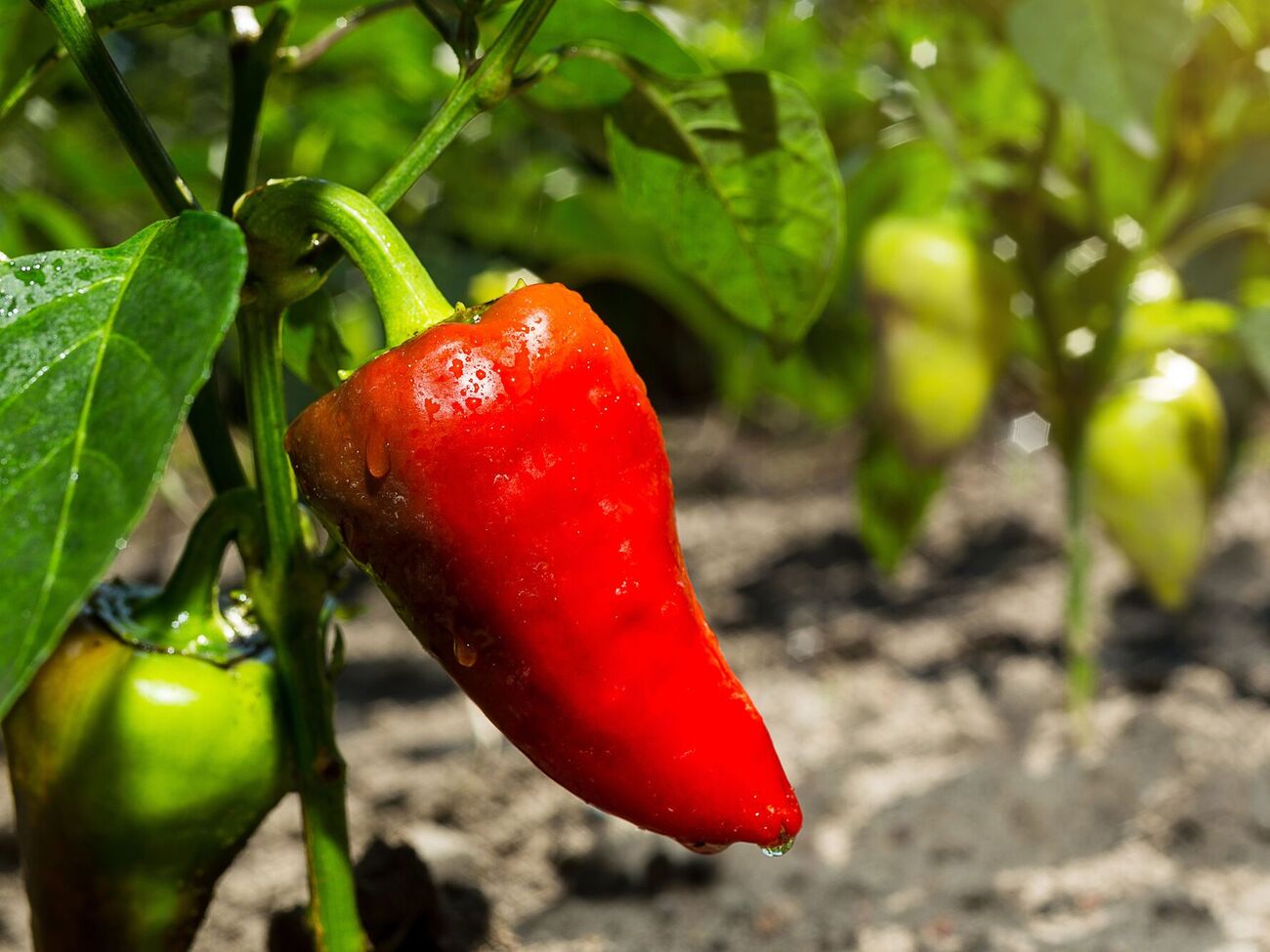 Для подкормки перца во время высадки рассады понадобится нитрофоска