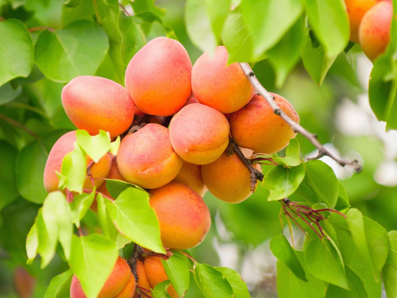 Абрикосы дадут щедрый урожай при правильном уходе