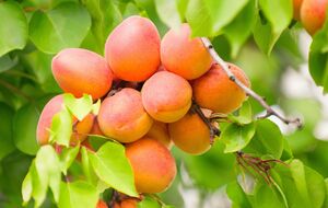 Абрикосы дадут щедрый урожай при правильном уходе