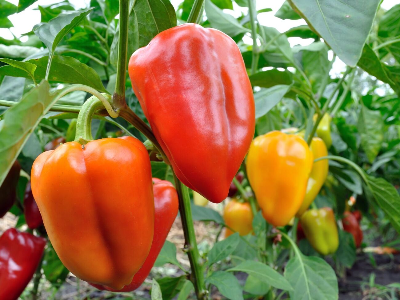 Спустя две недели после высадки рассады перца его нужно подкормить