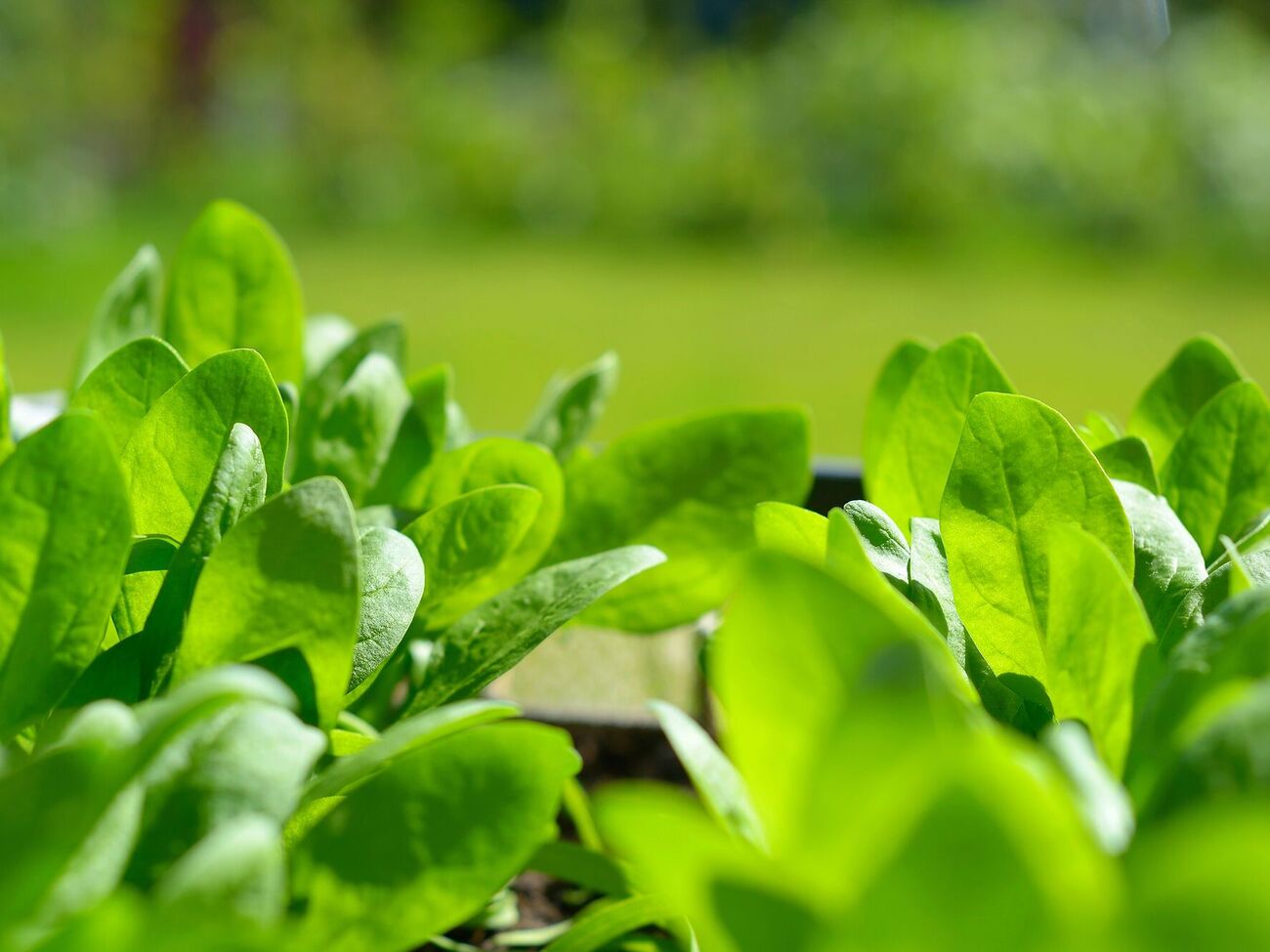 Шпинат полезен, но не для всех