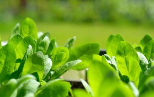 Шпинат полезен, но не для всех