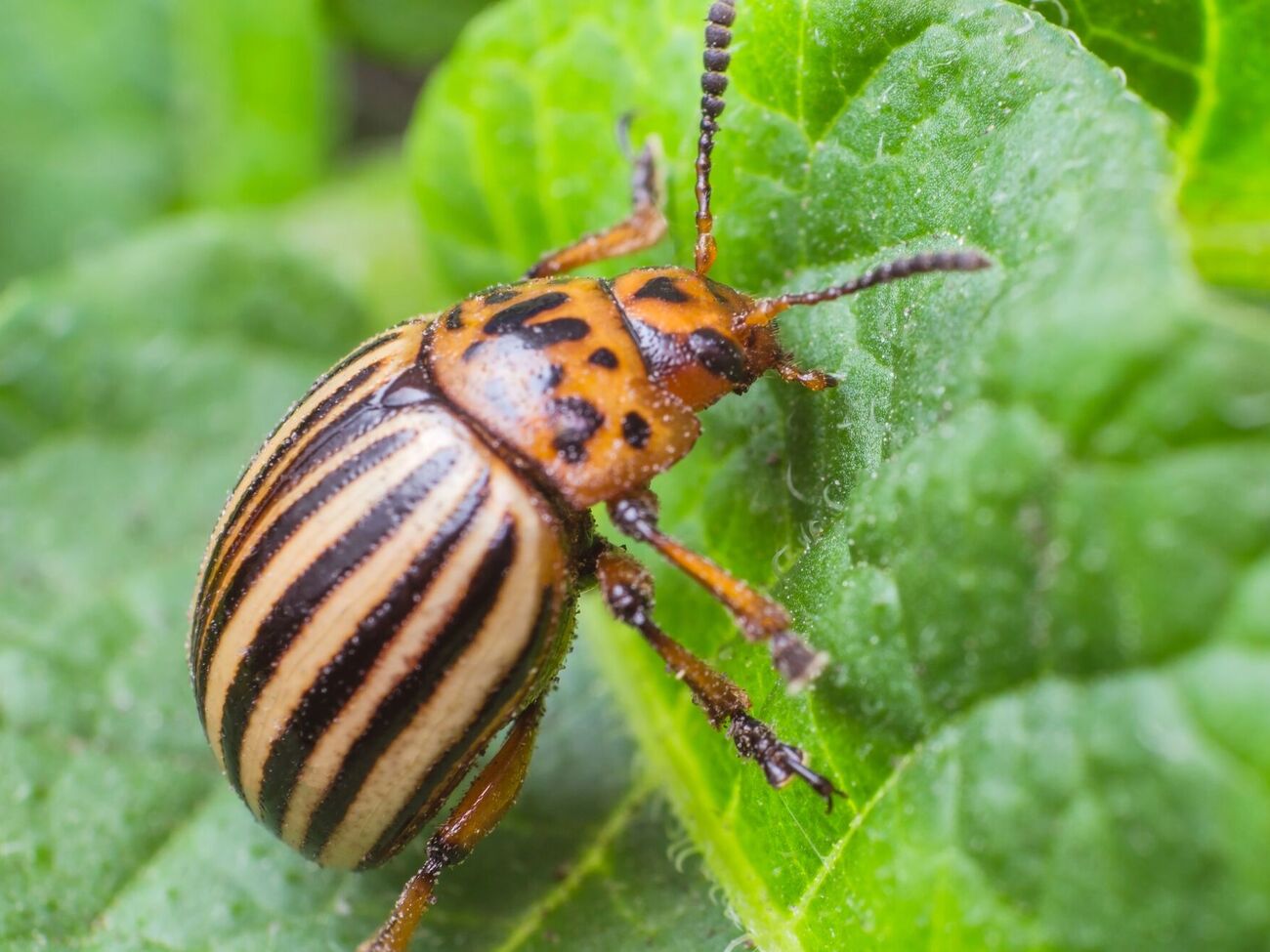 Колорадский жук не терпит резких запахов