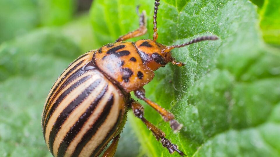Колорадский жук не терпит резких запахов