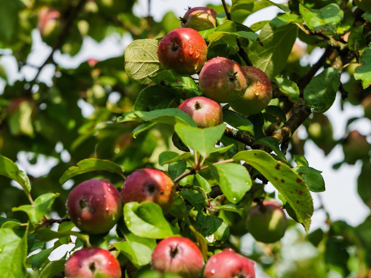 Отряхивать сад от вредителей нужно регулярно