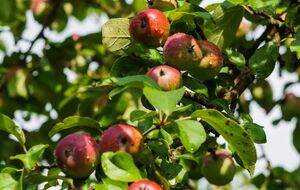 Отряхивать сад от вредителей нужно регулярно