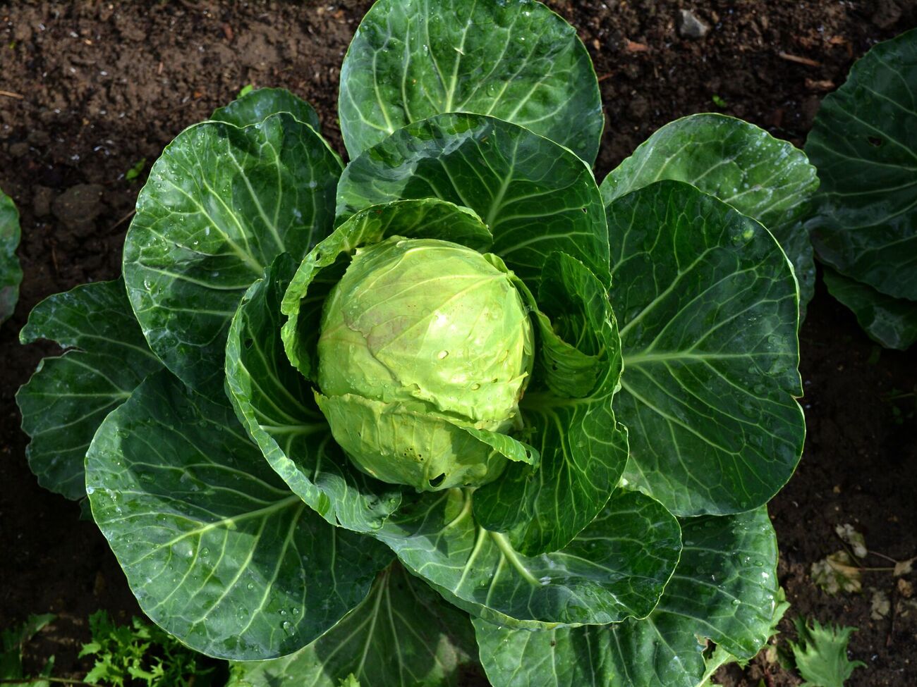 Потрібно контролювати рівень зволоження капусти