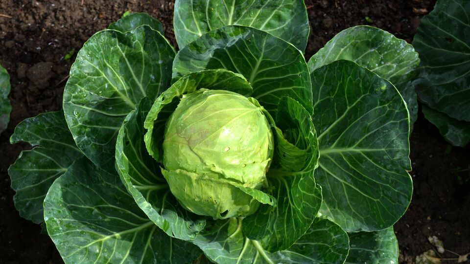 Нужно контролировать уровень увлажнения капусты