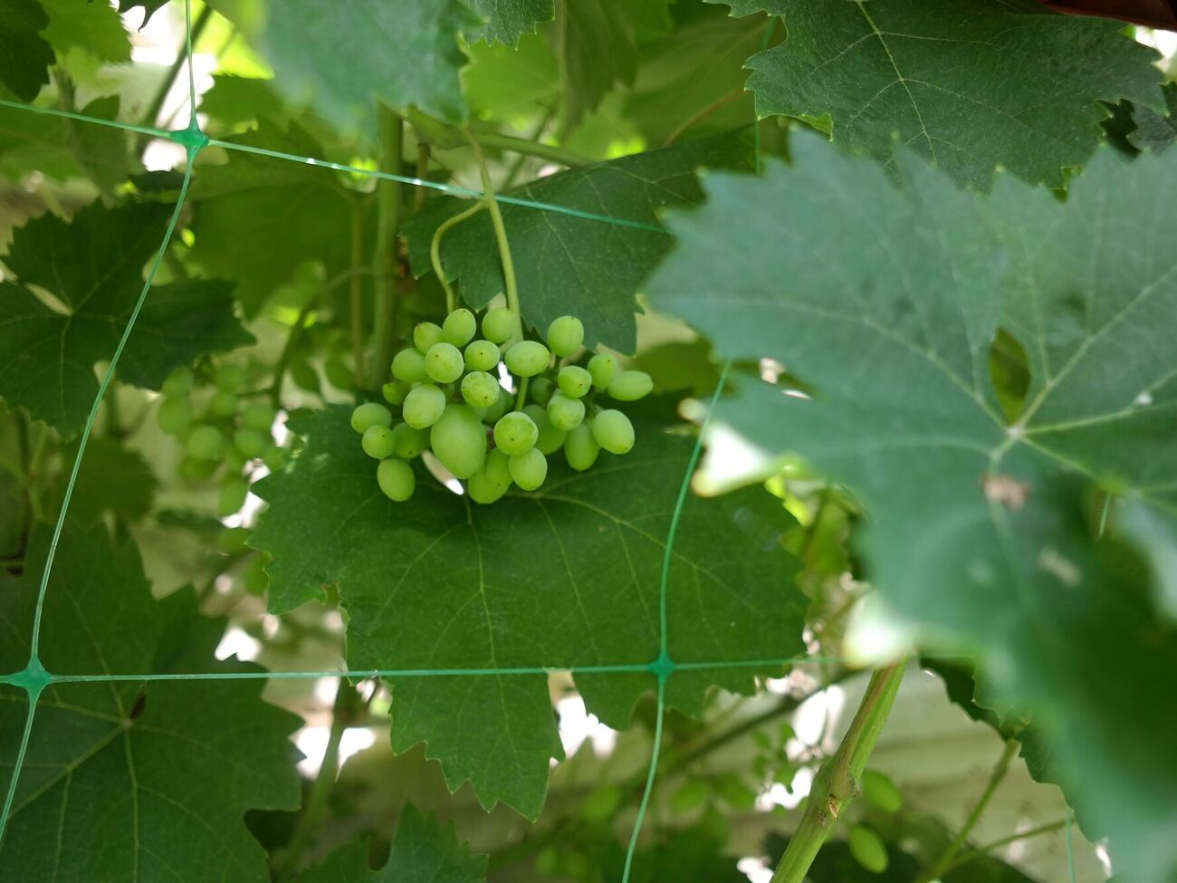 Виноград потребує кількаступеневого оброблення