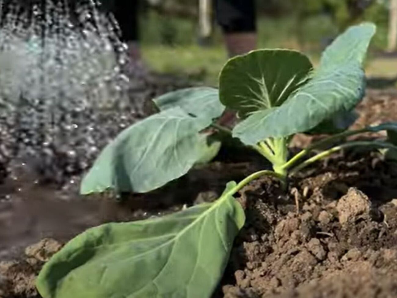 Для підживлення капусти потрібно додати в лунки по кілька гранул курника або по 2 г нітроамофоски