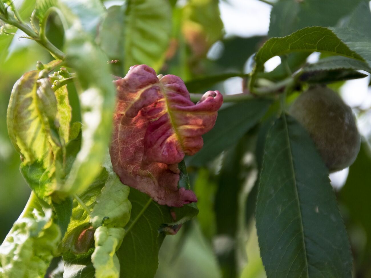 Грибок уражає не тільки персики, але й нектарини