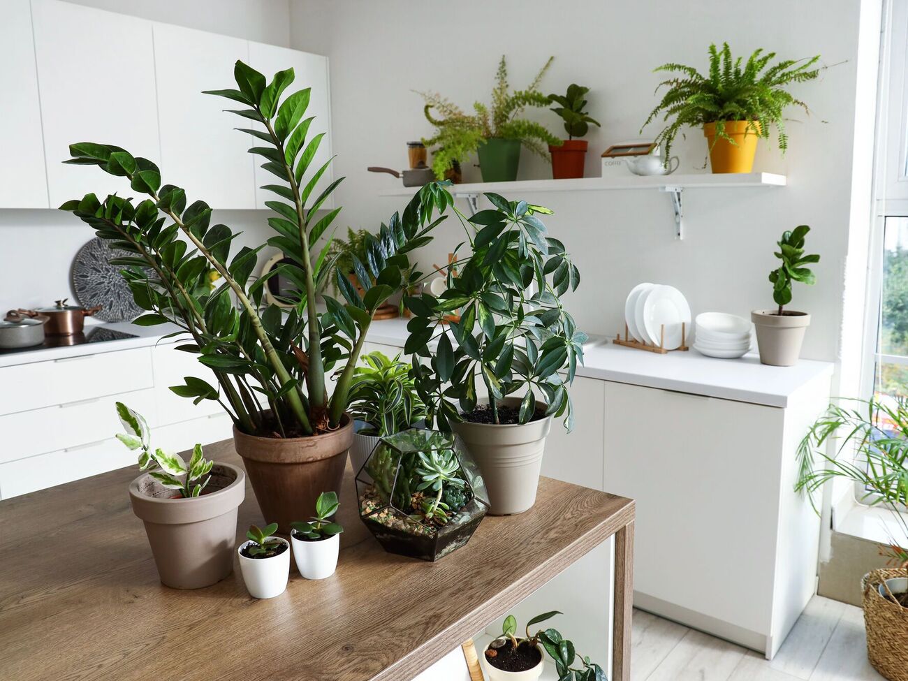 Многие растения могут расти без света