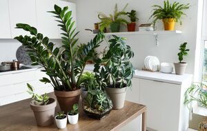 Многие растения могут расти без света