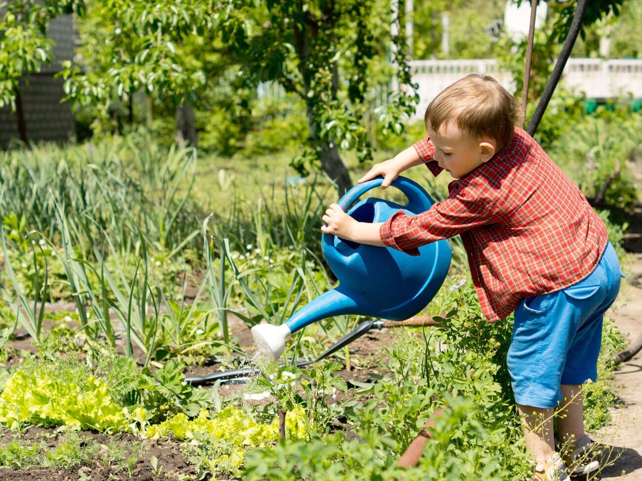 Дрожжевую подкормку нужно вносить раз в неделю