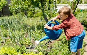 Дріжджове підживлення потрібно вносити раз на тиждень