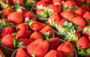 Про стиглість ягід свідчать глибоко втиснуте у м'якоть дрібне насіння