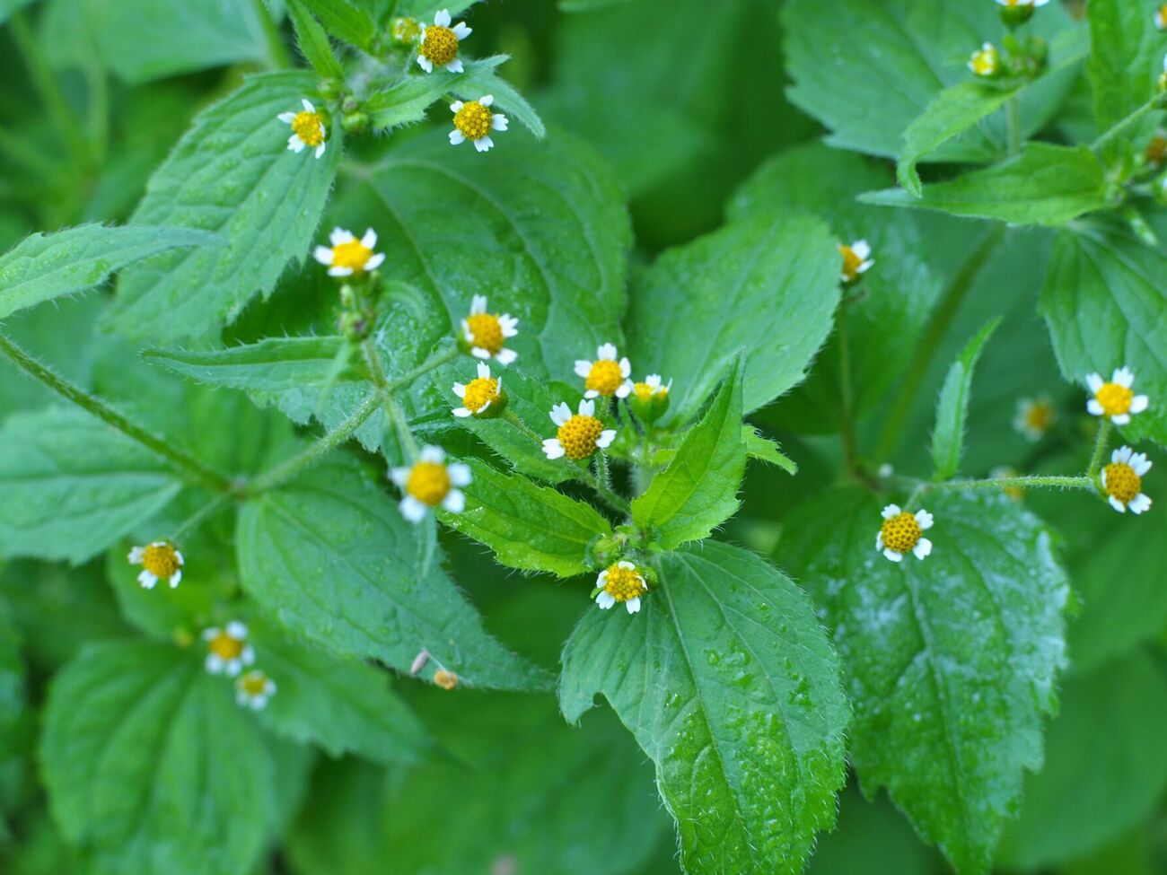 Огородница посоветовала завернуть сорняк в пакет и выбросить на помойку