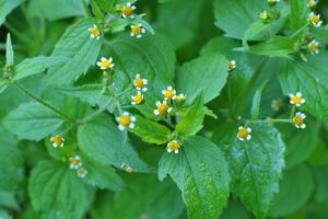Огородница посоветовала завернуть сорняк в пакет и выбросить на помойку