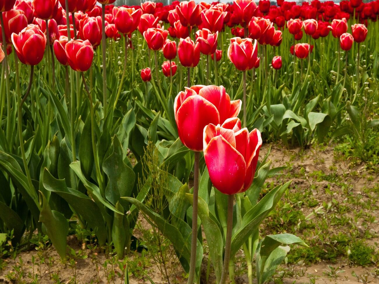 Тюльпаны будут цвести на следующий год, если за ними правильно ухаживать