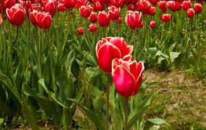 Тюльпаны будут цвести на следующий год, если за ними правильно ухаживать