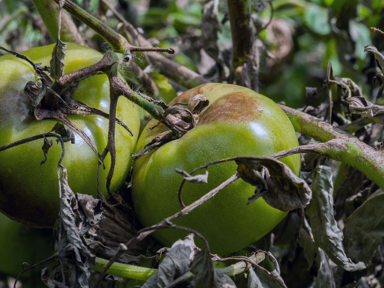 Уникнути зараження томатів фітофторозом можна, якщо використовувати для посіву сортові й гібридні сорти
