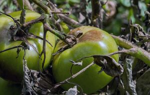 Уникнути зараження томатів фітофторозом можна, якщо використовувати для посіву сортові й гібридні сорти