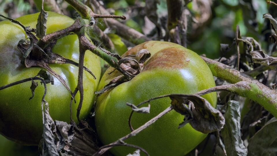 Уникнути зараження томатів фітофторозом можна, якщо використовувати для посіву сортові й гібридні сорти