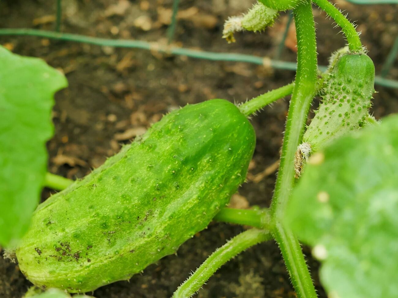 Оптимальными условиями для развития болезни является наличие влаги и температура воздуха от +15 °С до +20 °С
