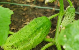 Оптимальными условиями для развития болезни является наличие влаги и температура воздуха от +15 °С до +20 °С