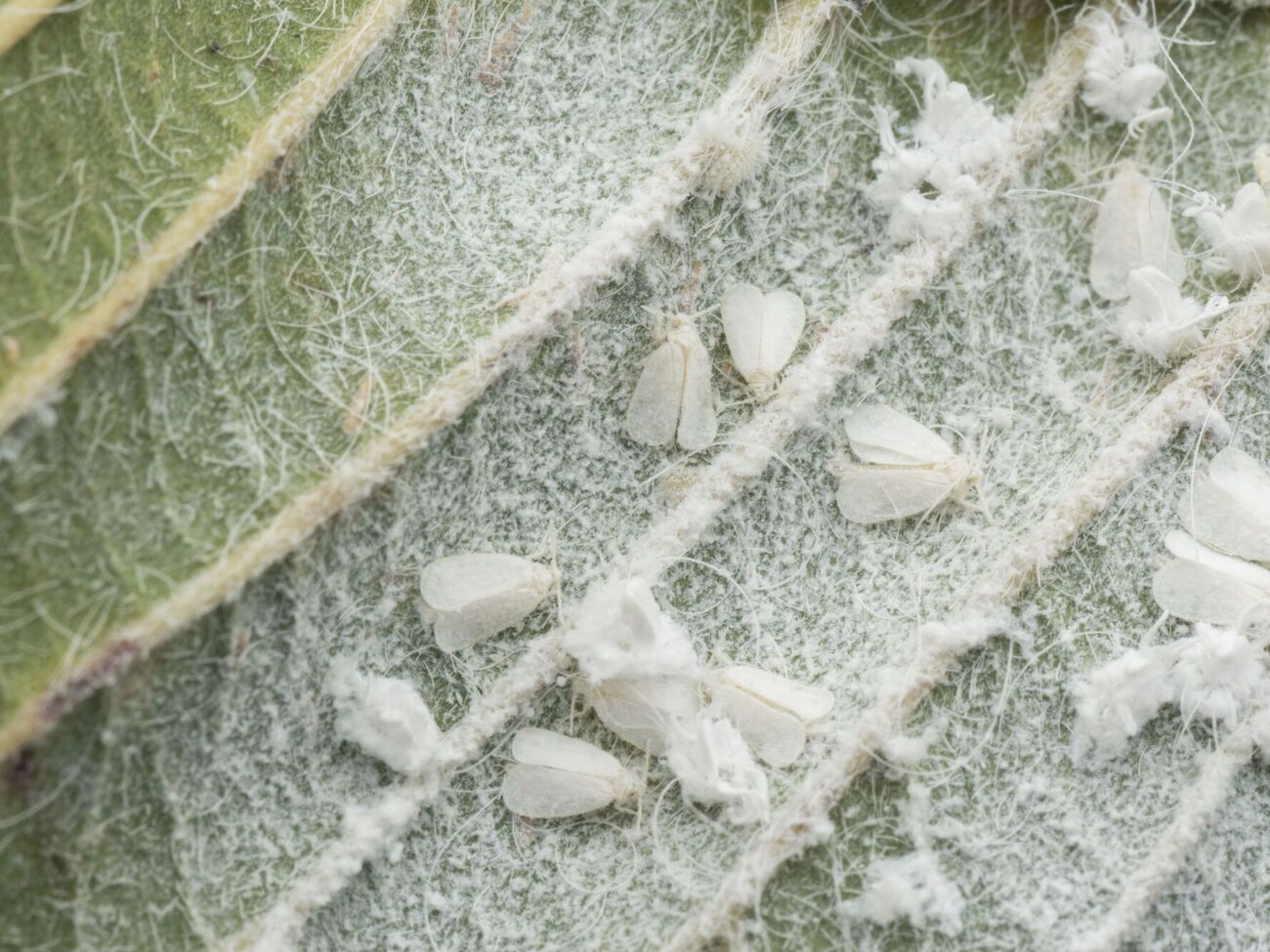 Розпилювати засіб потрібно в нижній частині листя