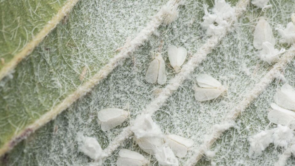 Розпилювати засіб потрібно в нижній частині листя