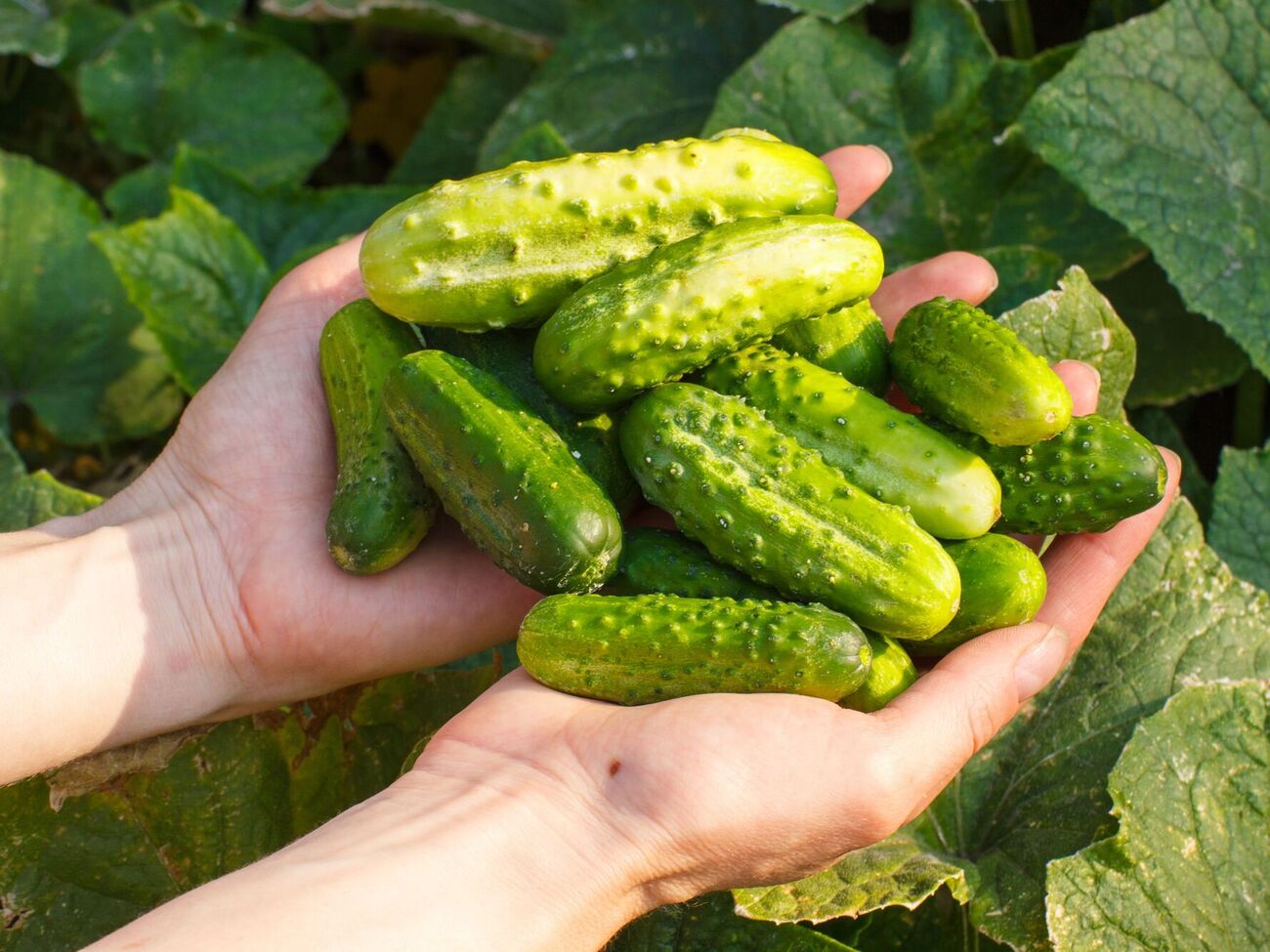 Огурцы будут очень вкусными при правильном уходе