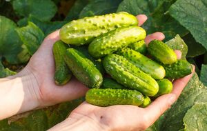 Огурцы будут очень вкусными при правильном уходе