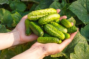 Огурцы будут очень вкусными при правильном уходе
