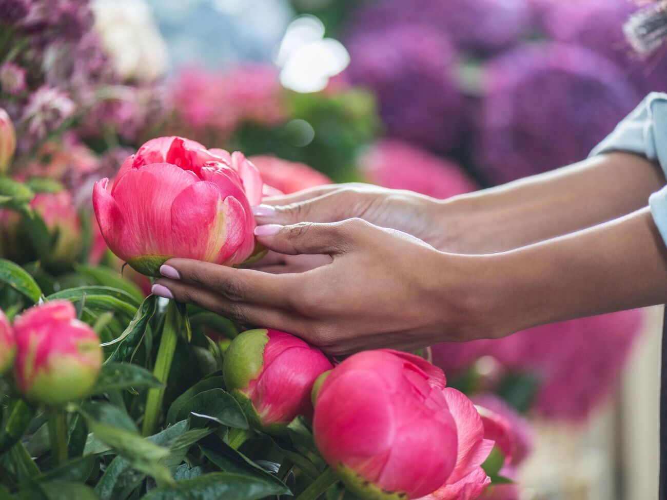 Пионы хорошо реагируют на подкормку костной мукой