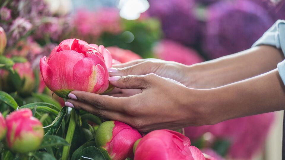 Пионы хорошо реагируют на подкормку костной мукой