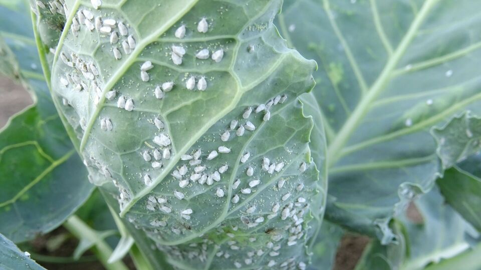 В качестве профилактики появления белокрылки можно использовать агроволокно