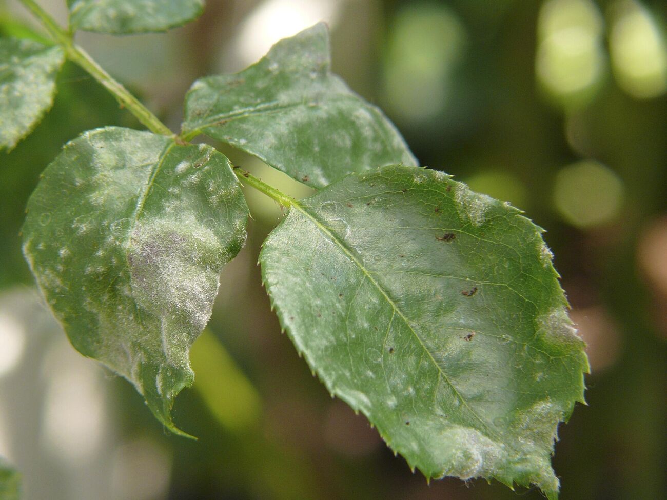 Эта заболевание напоминает муку