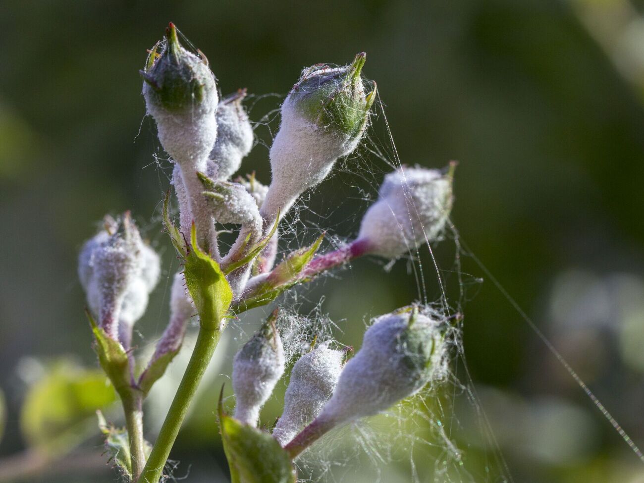 Обрабатывать растения нужно тщательно