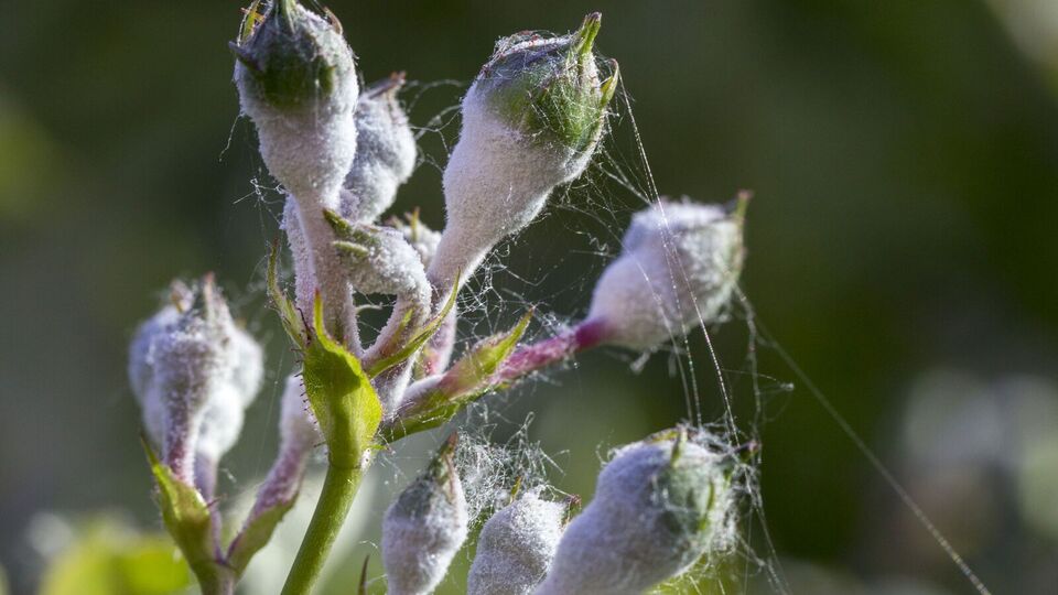 Обрабатывать растения нужно тщательно