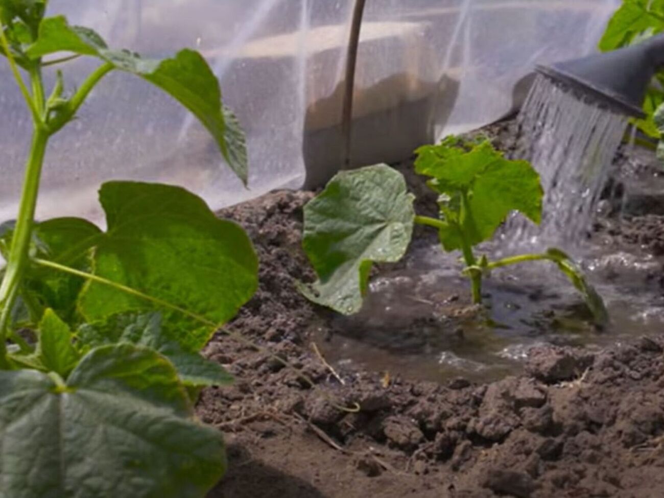После появления завязей огурцы нужно поливать каждый день