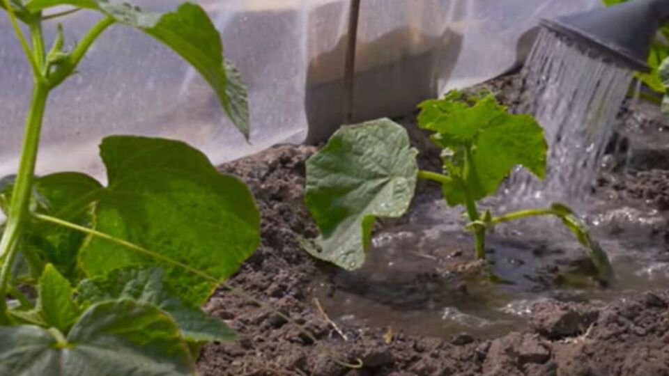 После появления завязей огурцы нужно поливать каждый день