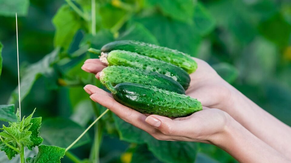 Молодим огірками подобається добриво із цибулевого лушпиння й банана