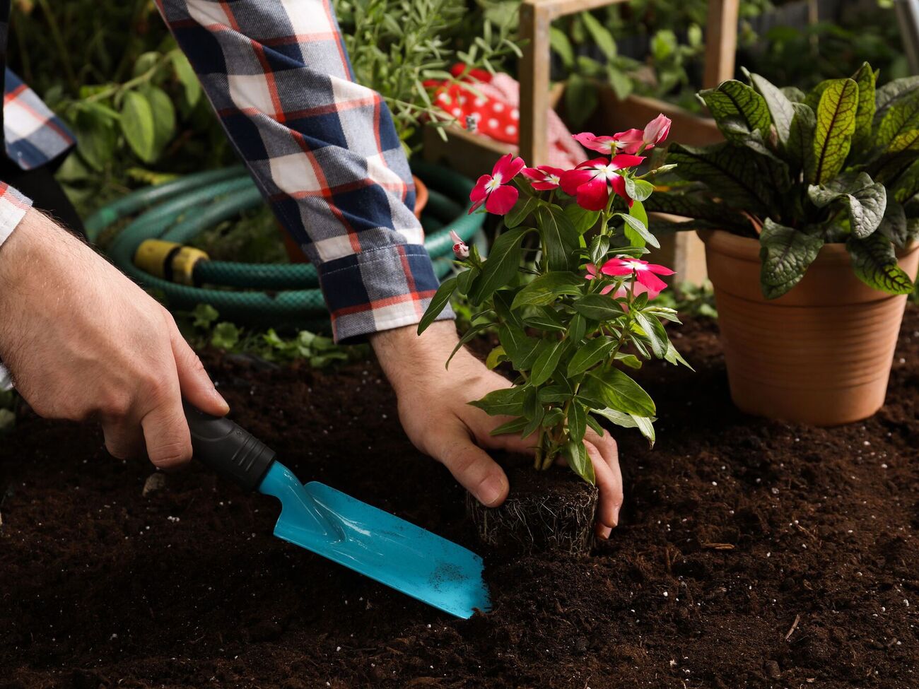 Огородники изобрели оптимальную схему посадки перца