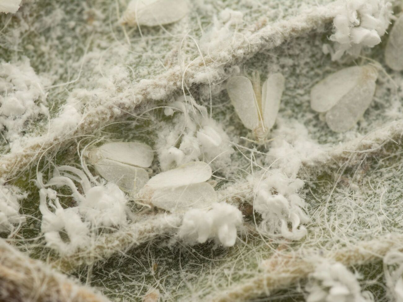 С белокрылкой нужно бороться