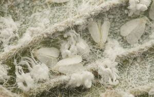 З білокрилкою треба боротися